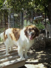Plinio
